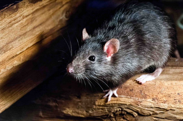 Safeguard Your Home with Expert Rodent Removal in Clearwater, FL post thumbnail image