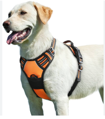 Improve Your Walks: No-Take Harnesses for Puppies post thumbnail image